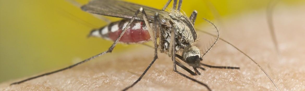 Mosquitec